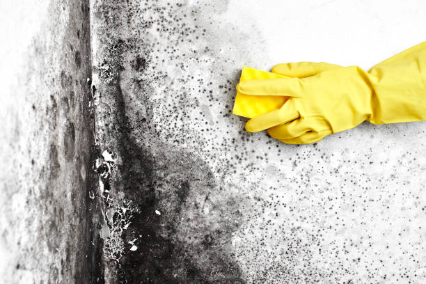 Best Mold Remediation for Specific Building Types in Ritzville, WA