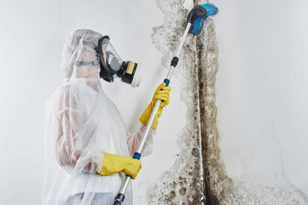 Best Industrial Mold Remediation in Ritzville, WA