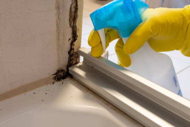 Best Preventive Mold Services in Ritzville, WA