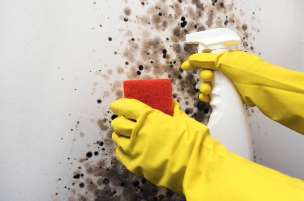 Best HVAC Mold Remediation in Ritzville, WA