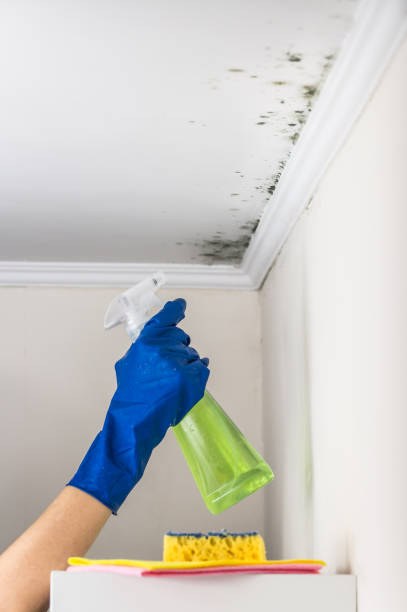Best Black Mold Remediation in Ritzville, WA